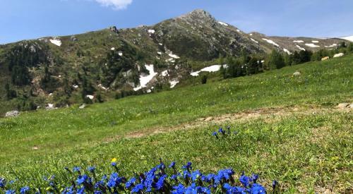 Chalet Schneehase Heidialm Falkertsee K�rnten