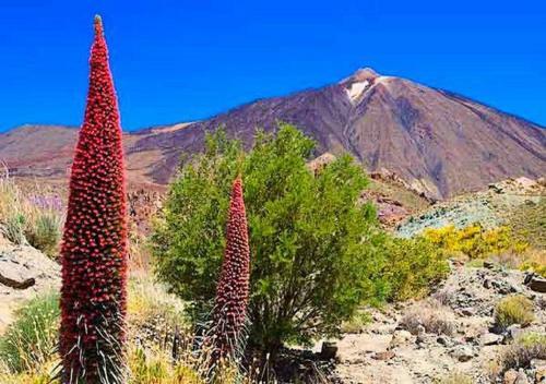 Apartamento Olle Golf Tenerife Sur