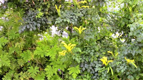 Apartamento 213 Pissouri Vines