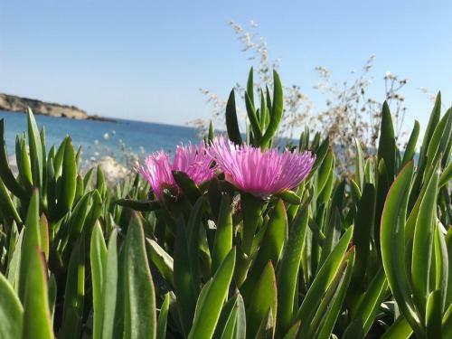 Paphos - Tala Riviera Apartmant