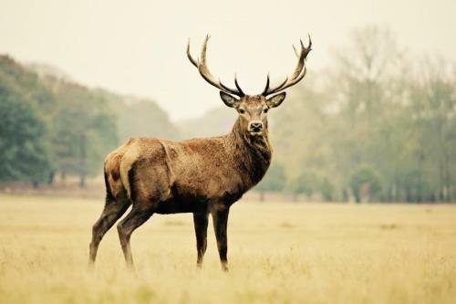 Le Cerf Volant