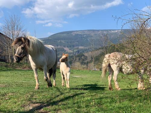 Villa ??astn� Kopec Vila ?. 56