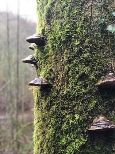 Les Ardennes Ensoleill�es "bienvenidos"