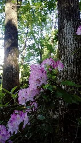 Chalet Si�sta Is Rust & Natuur In Barvaux Durbuy