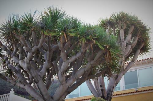 Apartamento Sissi Boutique - The Terrace Between Ocean And Teide
