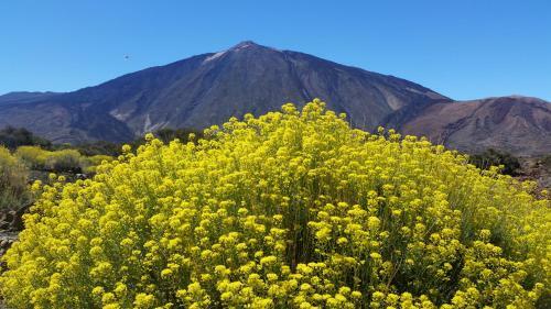 Apartamento Sissi Boutique - The Terrace Between Ocean And Teide