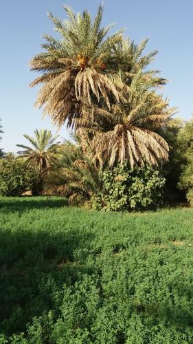�cologie Oasis Tafilalt