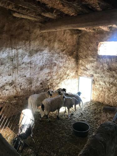�cologie Oasis Tafilalt