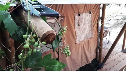 Campo Agave Luxury Tents