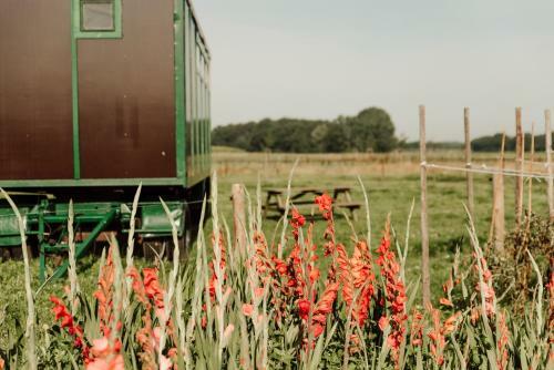 Slapen Tussen De Paarden