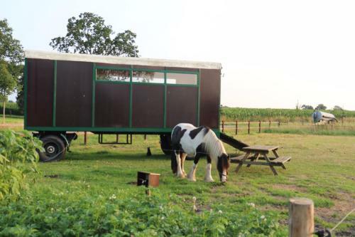 Slapen Tussen De Paarden