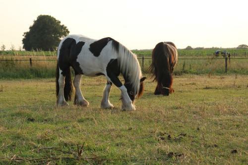 Slapen Tussen De Paarden