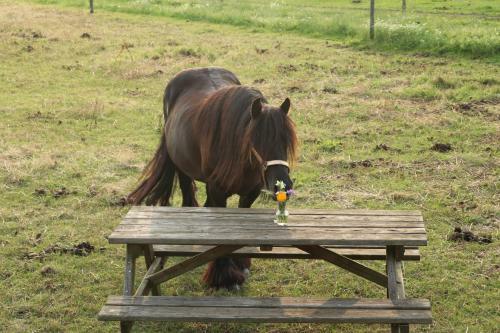 Slapen Tussen De Paarden