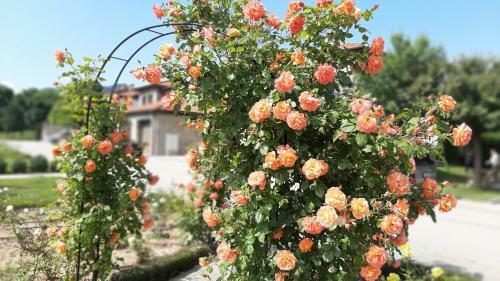 Apartamento Studio -apartament Pravets Spa Resort With Beautiful Lake View