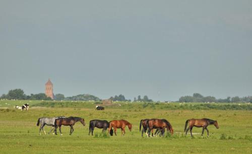 Bed & Breakfast 't Laaisterplakky