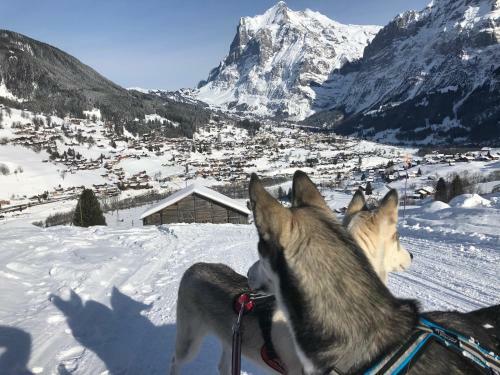 Chalet Carve - Apartments Eiger, Moench And Jungfrau