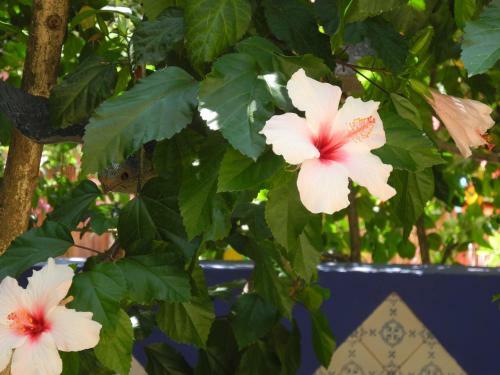 Hotel Casa Bougainvillea