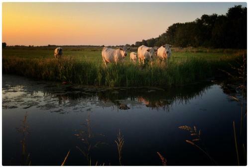 Bed & Breakfast Buitenplaats De Blauwe Meije