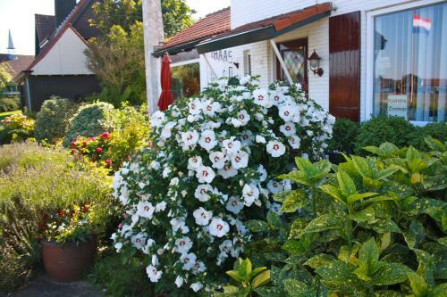 Bed & Breakfast Villa 't Haasduin