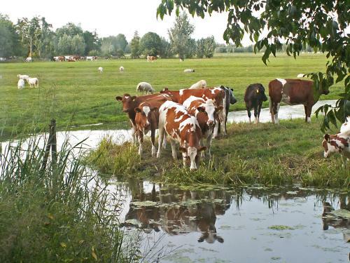 B&B Hoeve De Posthoorn