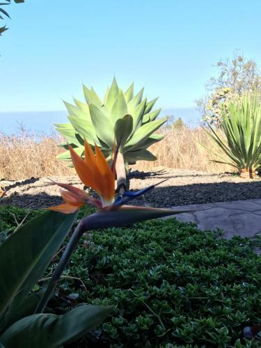 Aparthotel Ferien Haus La Palma
