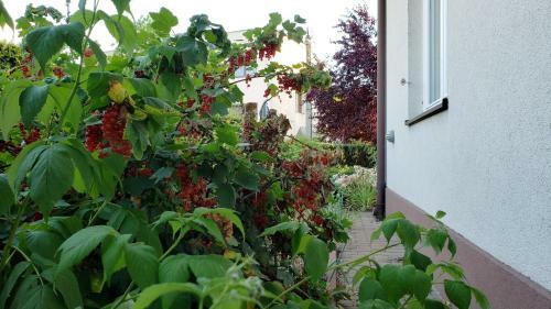 Villa Willa W K�rniku - Blisko Poznania
