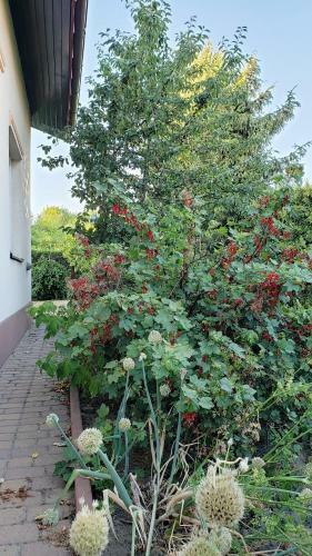 Villa Willa W K�rniku - Blisko Poznania