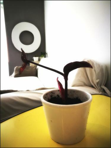 Apartamento One