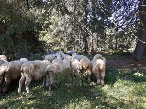 Bed & Breakfast Gospoda Harna?