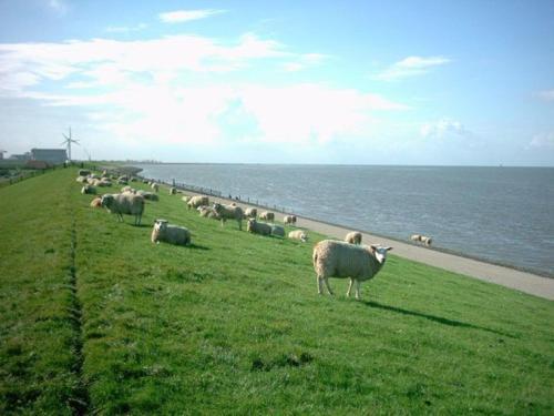 Chalet Recreatiepark De Friese Wadden1