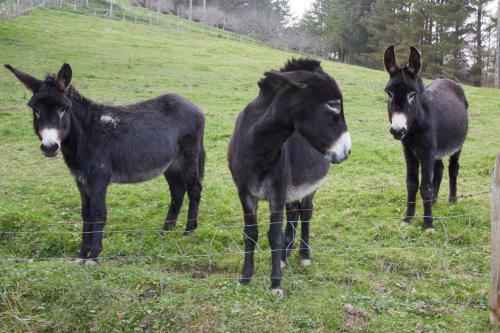 Agroturismo Akei - Basque Stay
