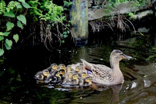 B&B De Galeriet Giethoorn