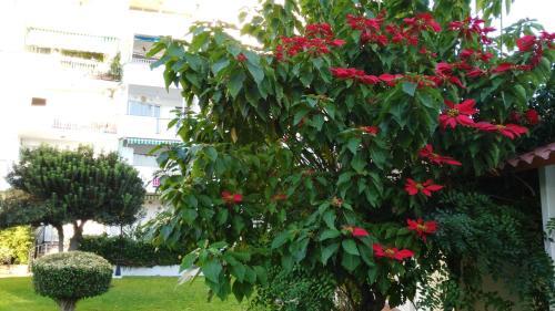 Apartamento Aloha Para�so
