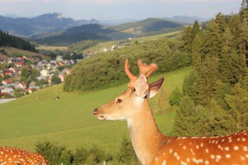 Agroturismo ?apsza?ska Ostoja