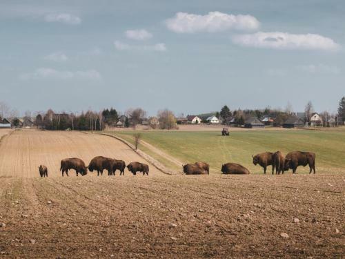 Jarz?binowa - Dom Do Wynaj?cia Na Podlasiu