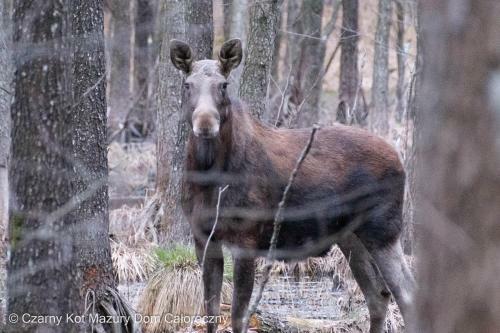 Czarny Kot Mazury Dom Ca?oroczny
