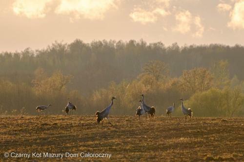Czarny Kot Mazury Dom Ca?oroczny