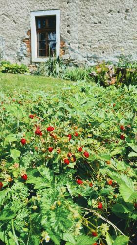 Agroturismo Zabytkowy Dom "czerwony Dworek 8"