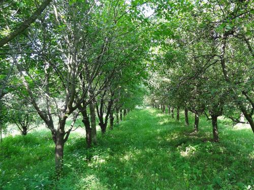 Apartament Parkowy