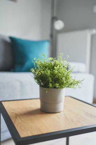 Apartamenty Szarotka Nowy Targ