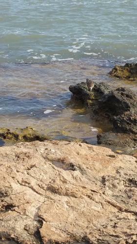 Apartamento Homely Appartment Playa Acequion