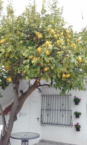 Apartament Naranja