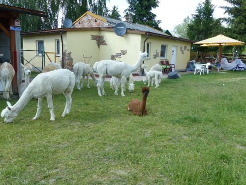 Agroturismo Alpaka-ranczo Aff