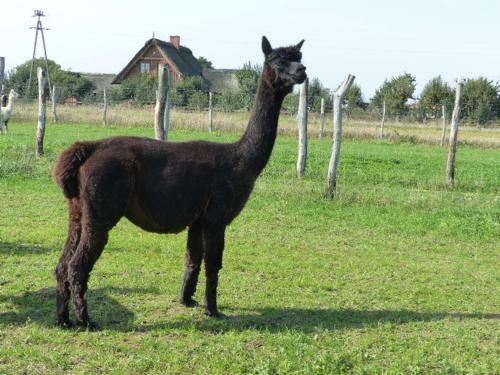 Agroturismo Alpaka-ranczo Aff