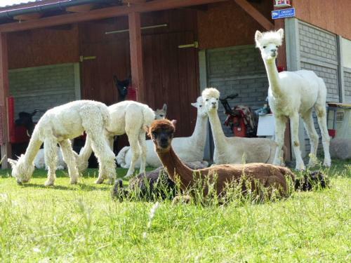 Agroturismo Alpaka-ranczo Aff