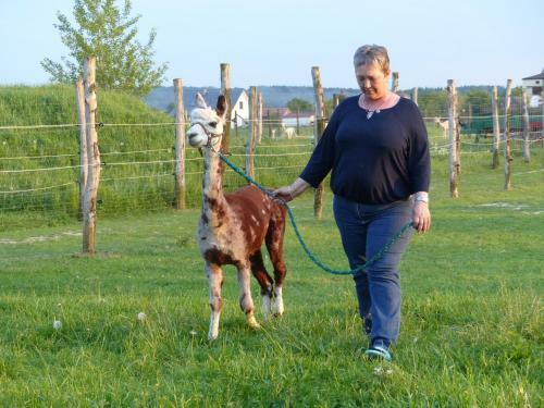Agroturismo Alpaka-ranczo Aff