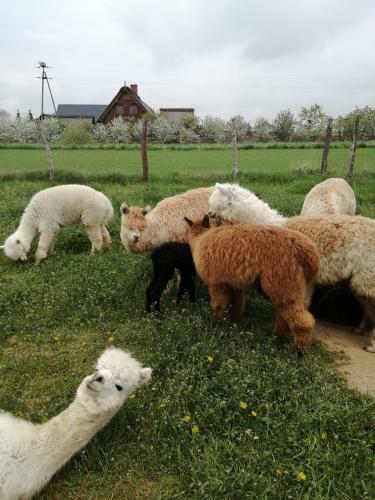 Agroturismo Alpaka-ranczo Aff