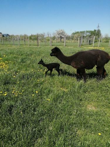 Agroturismo Alpaka-ranczo Aff