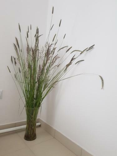 Apartament Wiejska Sielanka