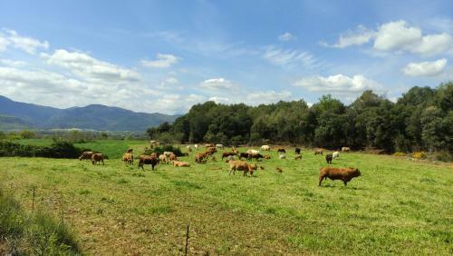 Agroturismo Mas Ca La Coixa